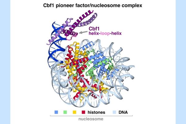 How master regulators of cells make DNA accessible for gene Biology Diagrams