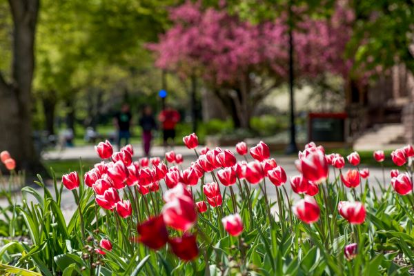 red tulips in spring