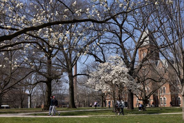 flowering trees on the Oval, with University Hall in the background