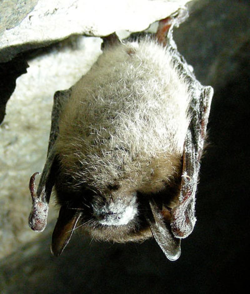 Little brown bat with white-nose syndrome Little brown bat with white-nose syndrome