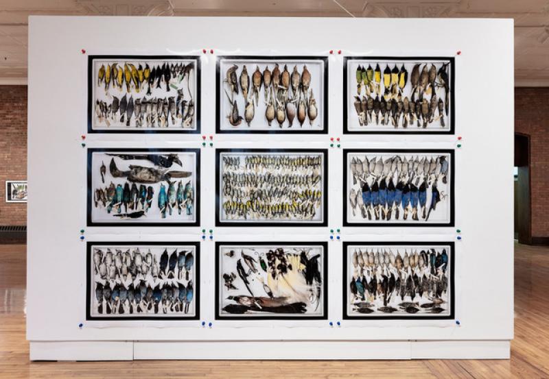 From the Museum of Biological Diversity | Transitory States From the Museum of Biological Diversity | Transitory States