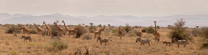 Zebras and giraffes