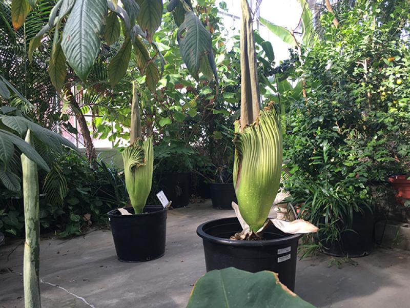 Slowly blooming titan arums "Maudine" (left) and "Scarlet" in the early stages of blooming at the Biological Sciences Greenhouse on July 19, 2018 Slowly blooming titan arums "Maudine" (left) and "Scarlet" in the early stages of blooming at the Biological Sciences Greenhouse on July 19, 2018