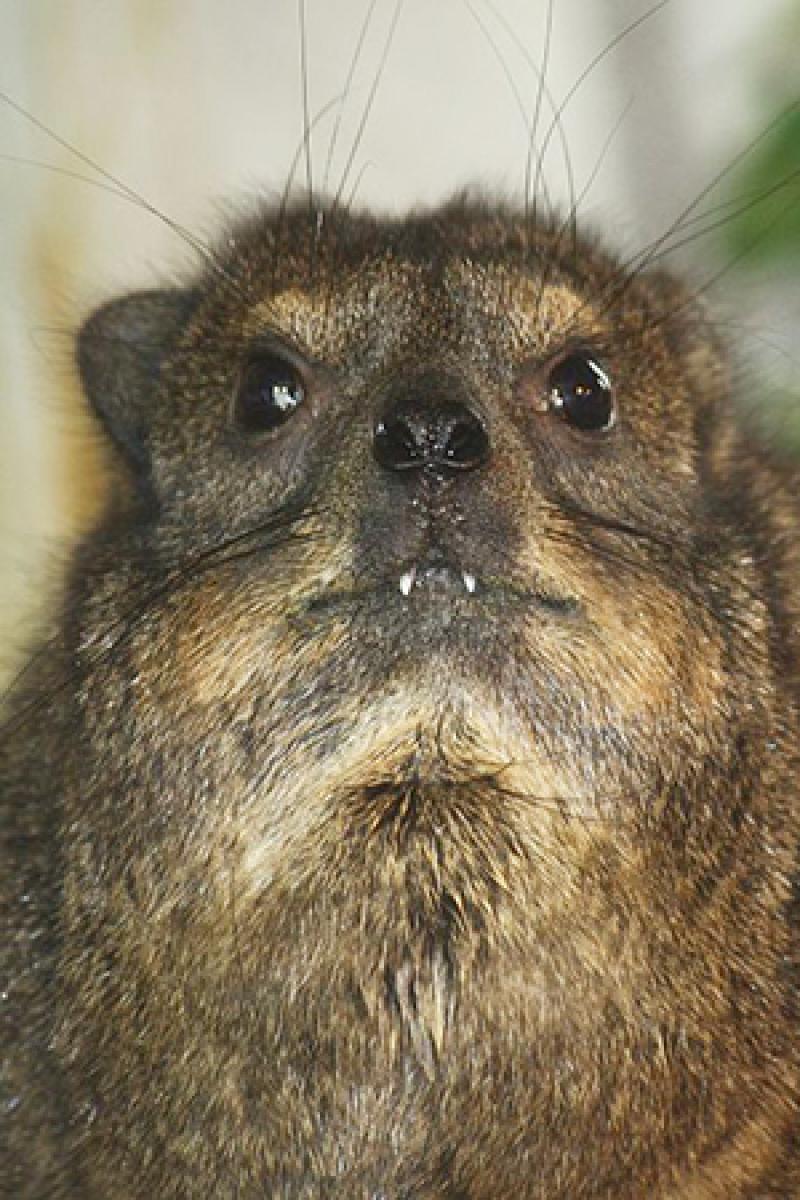Hyrax teeth Hyrax teeth