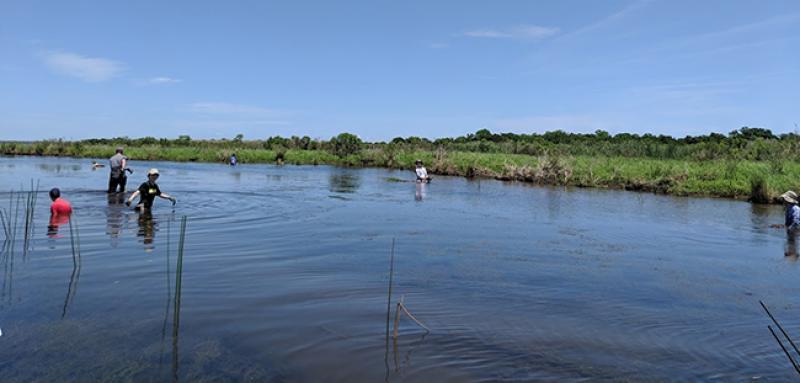 Ohio State students plant vegetation throughout Louisiana coast. Photo credit Mary Thomas