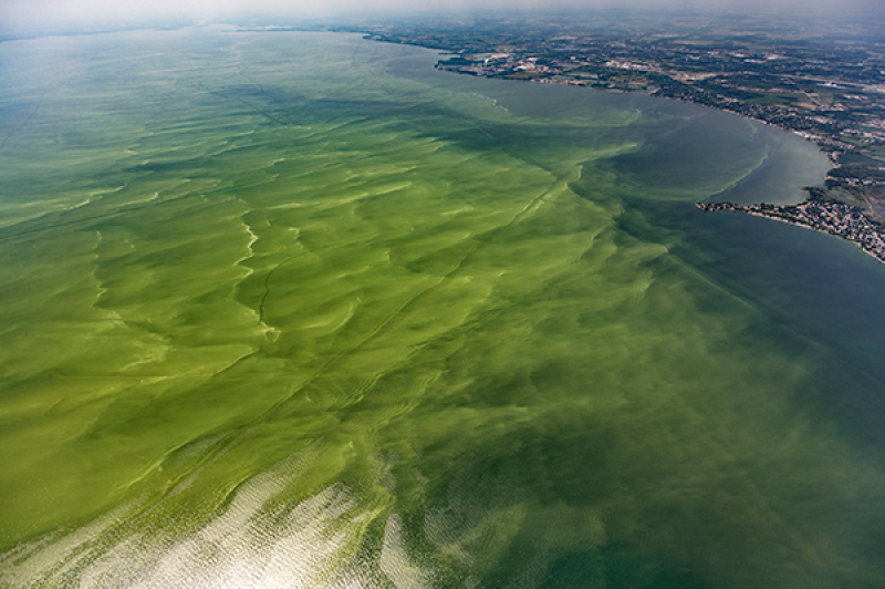 Western Lake Erie bloom