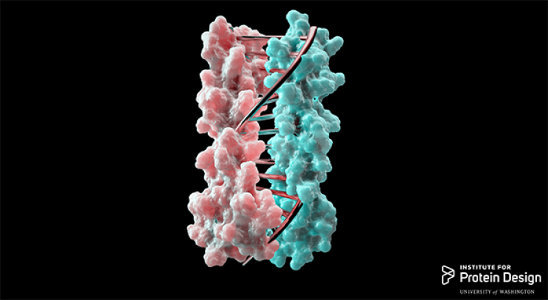 Image courtesy University of Washington Institute for Protein Design Image courtesy University of Washington Institute for Protein Design