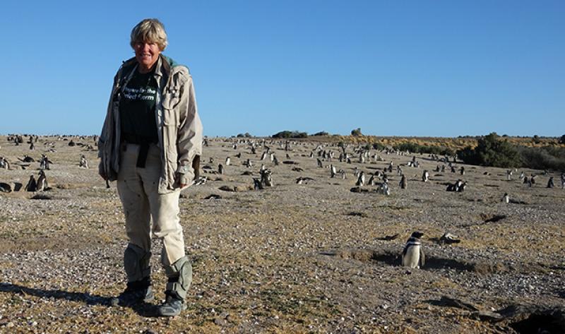 Dee Boersma, image courtesy Center for Ecosystem Sentinels