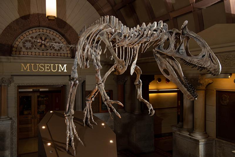 Cryolophosaurus ellioti, Orton Geological Museum Cryolophosaurus ellioti, Orton Geological Museum
