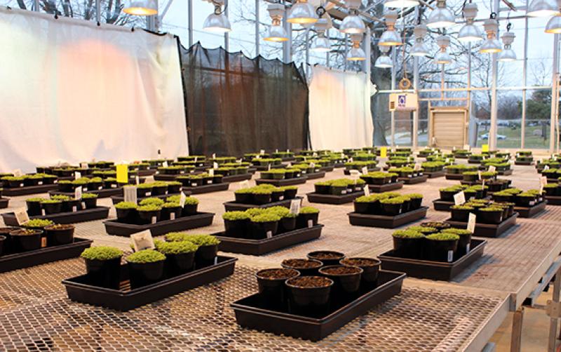 One of the greenhouses managed by Ohio State's Arabidopsis Biological Resource Center One of the greenhouses managed by Ohio State's Arabidopsis Biological Resource Center