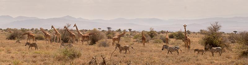 Zebras and giraffes Zebras and giraffes