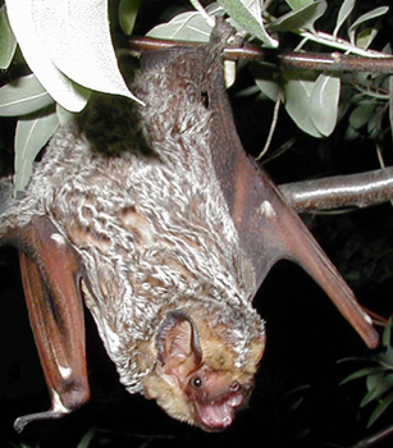 A Hoary Bat A Hoary Bat