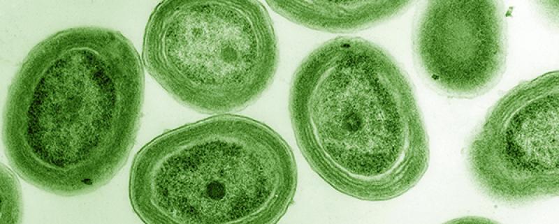 Prochlorococcus Prochlorococcus