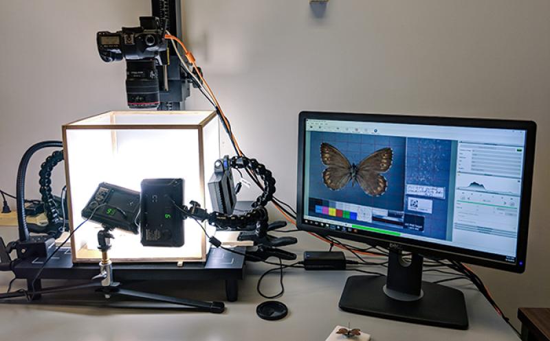 A butterfly specimen ready to be imaged at the Museum of Biological Diversity. A butterfly specimen ready to be imaged at the Museum of Biological Diversity.