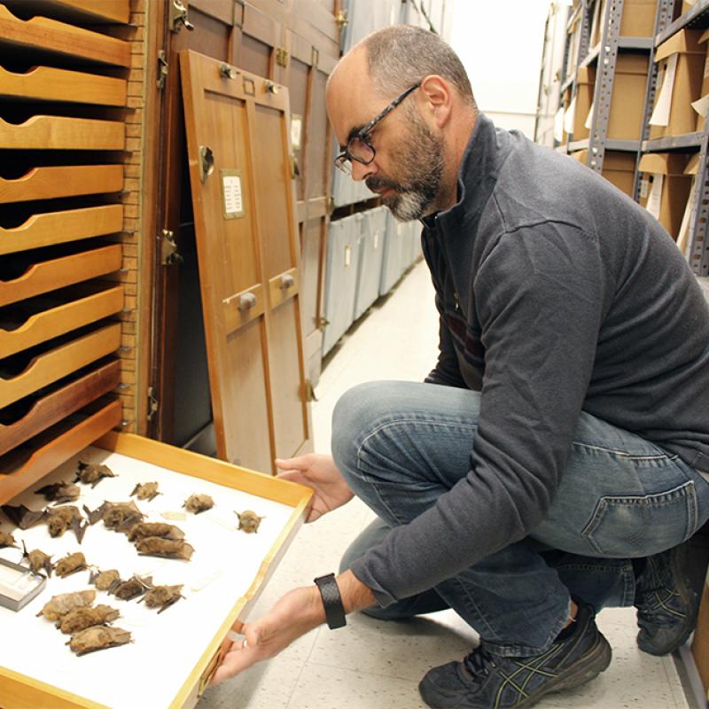 EEOB professor Bryan Carstens examines some of the thousands of bat specimens housed by the Museum of Biological Diversity at Ohio State. EEOB professor Bryan Carstens examines some of the thousands of bat specimens housed by the Museum of Biological Diversity at Ohio State.