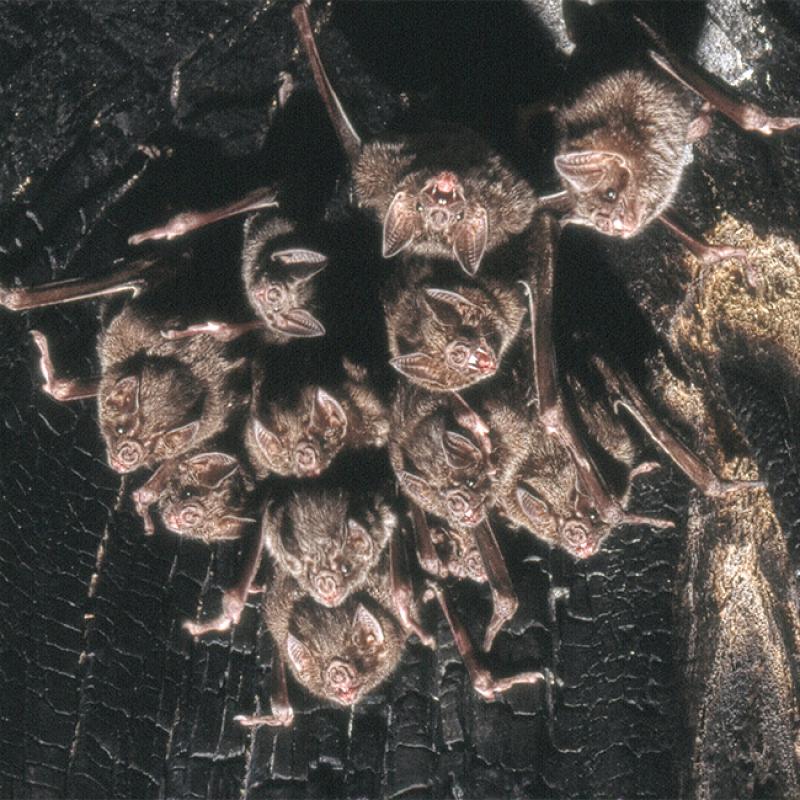 A colony of common vampire bats (Desmodus rotundus). These are small, leaf-nosed bats native to the Americas. A colony of common vampire bats (Desmodus rotundus). These are small, leaf-nosed bats native to the Americas.