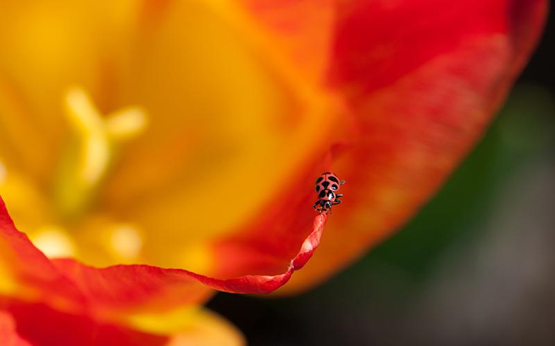 "Lady Beetle" by Katherine Neisheim "Lady Beetle" by Katherine Neisheim