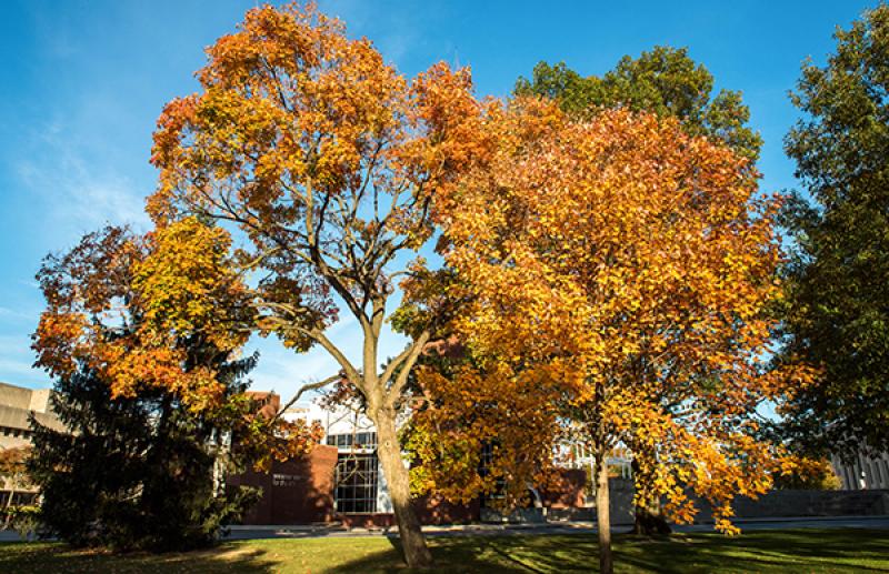 Oval autumn Oval autumn