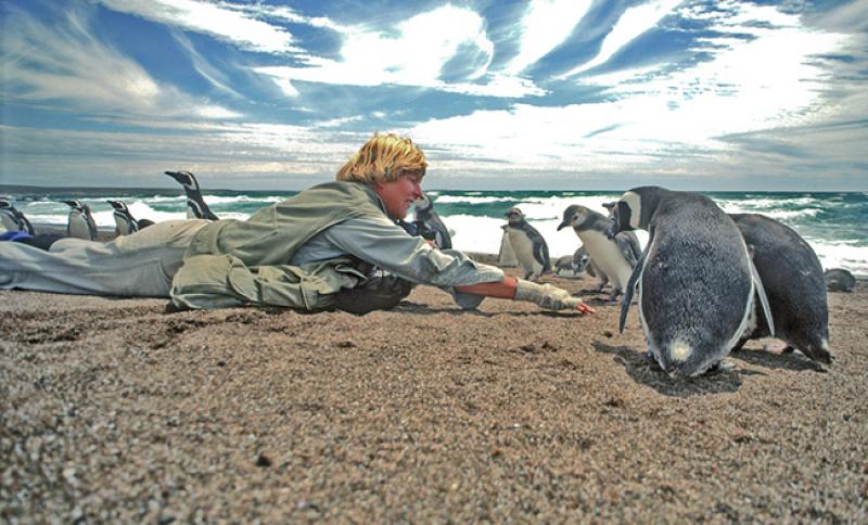 Dee Boersma, image courtesy Center for Ecosystem Sentinels Dee Boersma, image courtesy Center for Ecosystem Sentinels