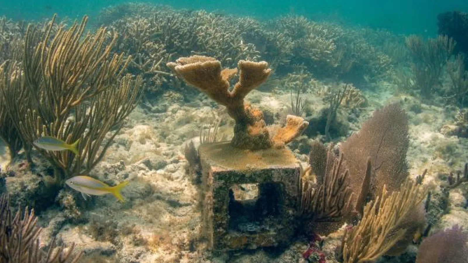 Elkhorn coral