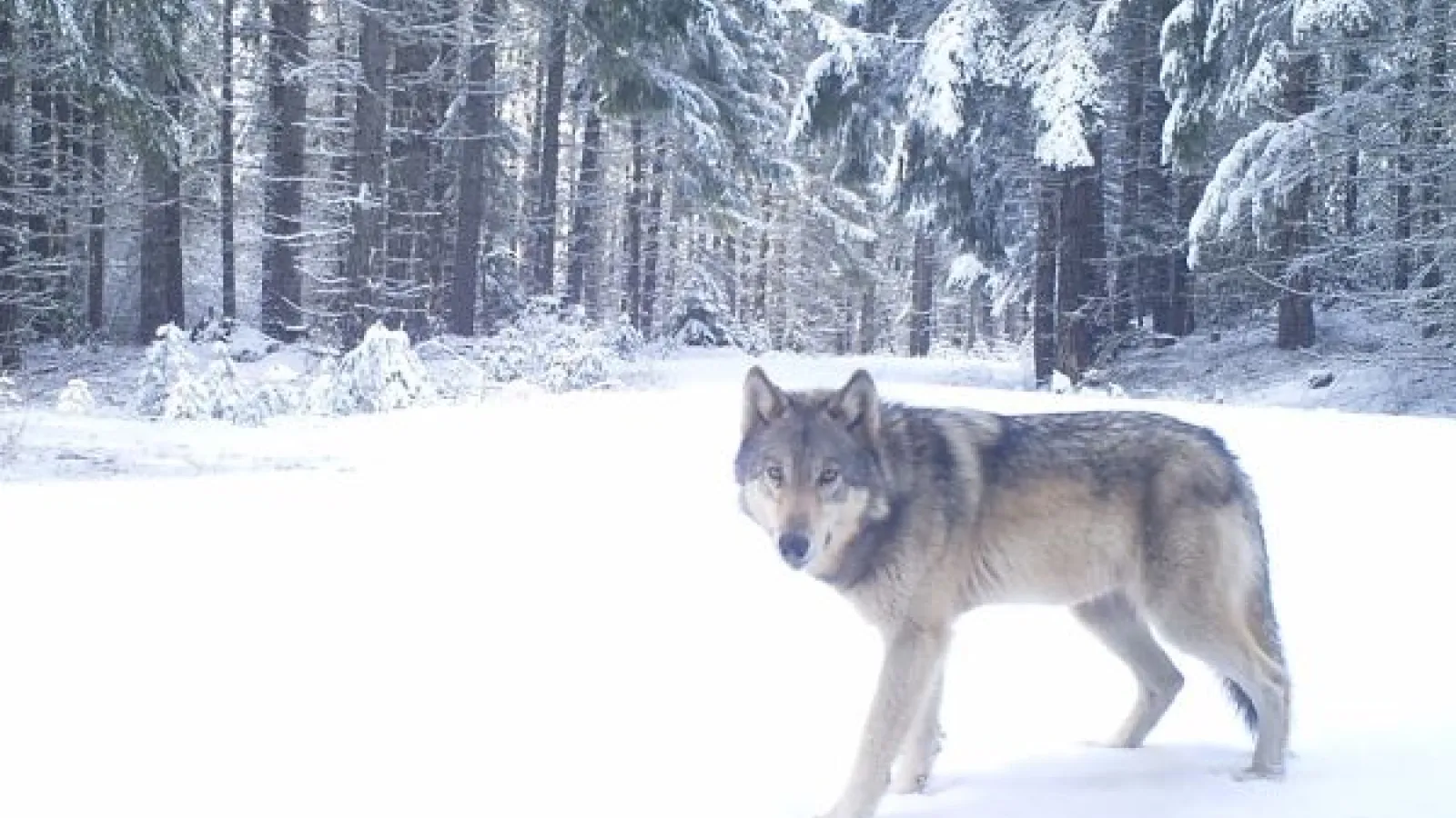 Wolf in snowy woods