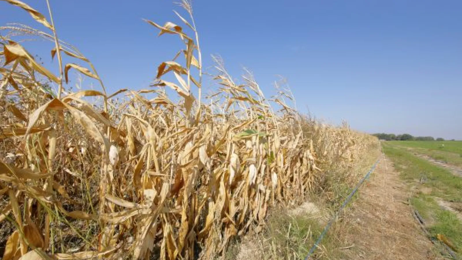 a dry corn field