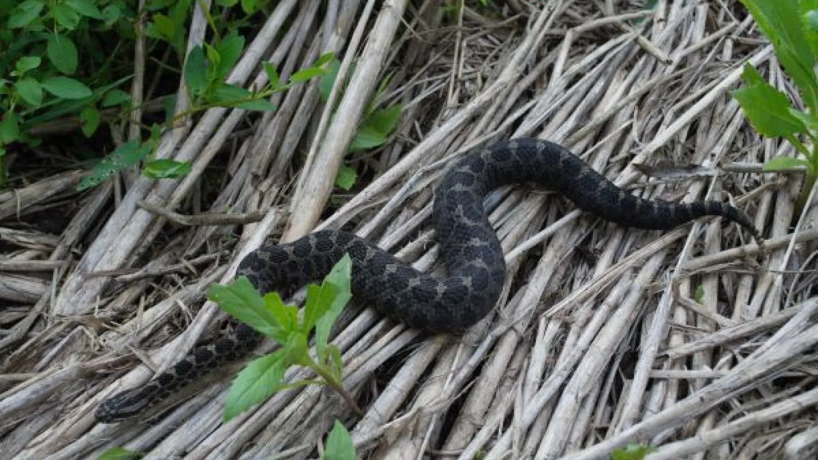 rattlesnake in brush