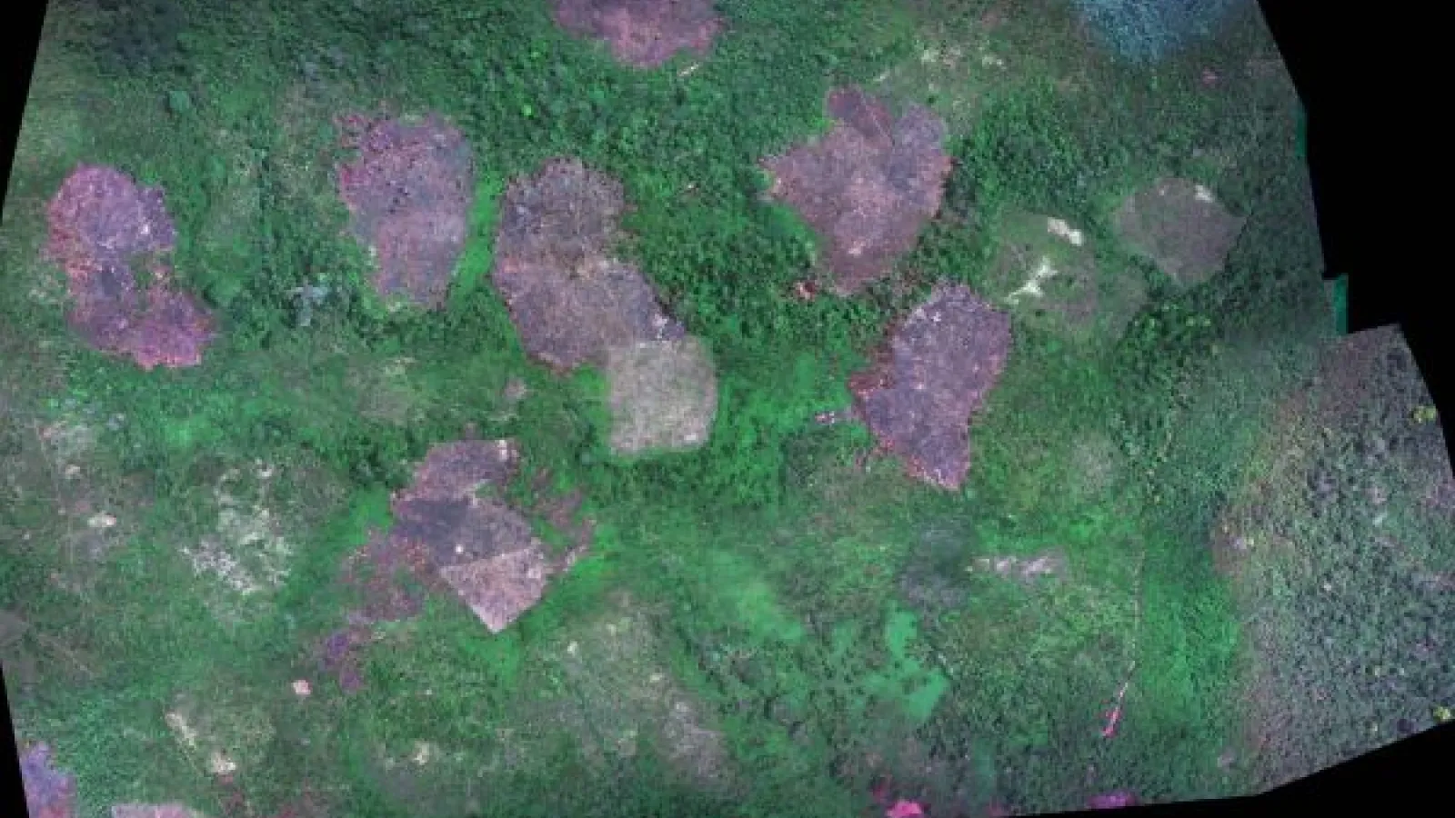 Drone image from study shows forest with swidden fields.