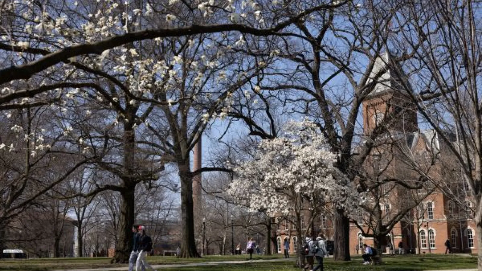 flowering trees on the Oval, with University Hall in the background