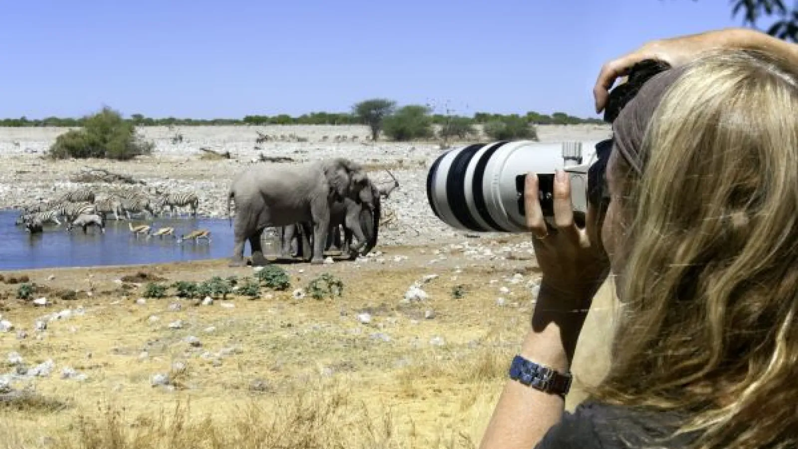 taking photos of elephants and zebras at a watering hole