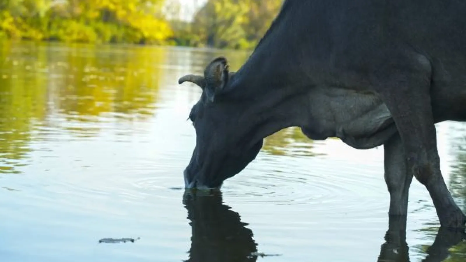 a black cow drinking water