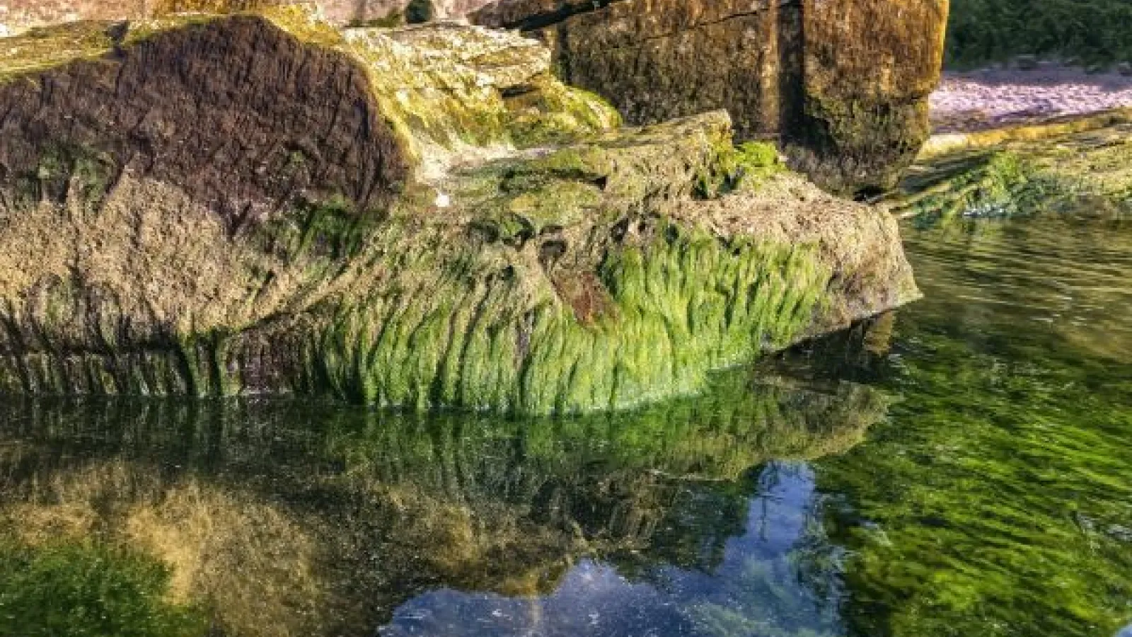 algae covering rocks by the water