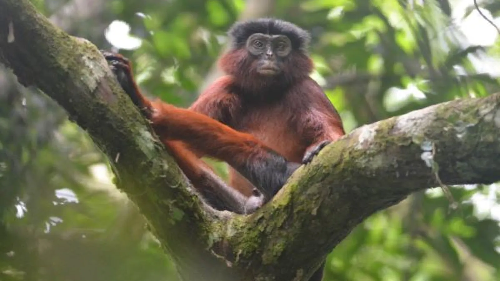a reddish brown monkey sits in a tree