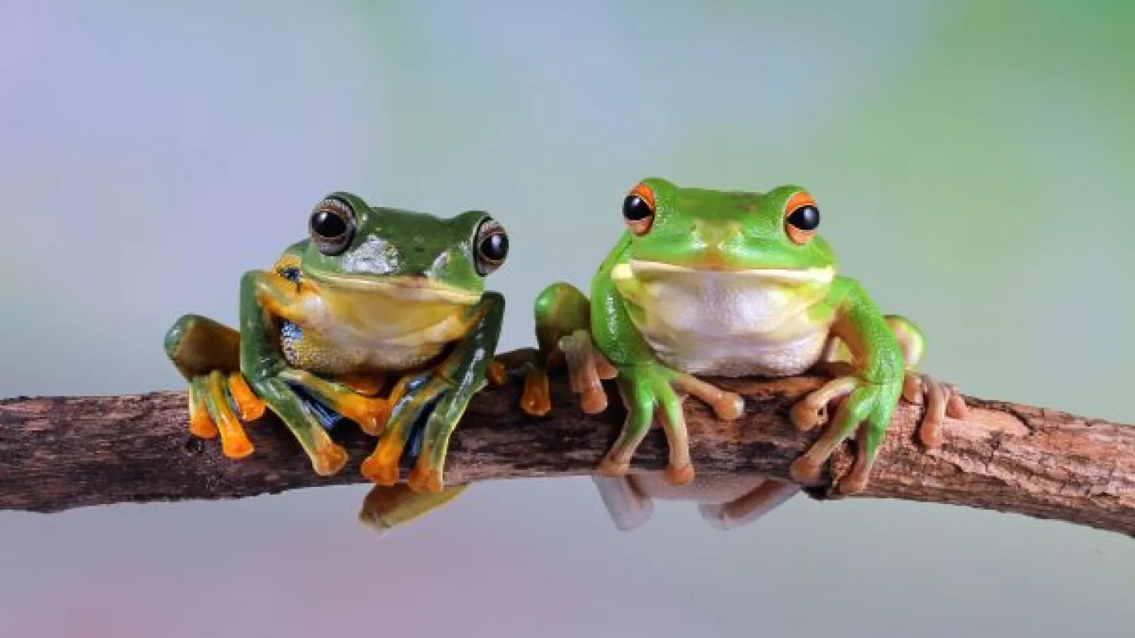 two green tree frogs look at the camera