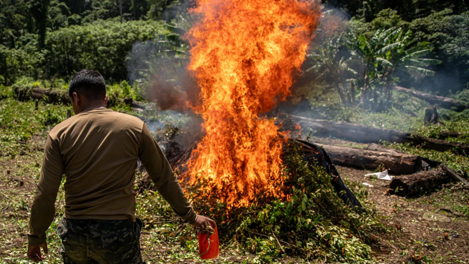 burning coca plants