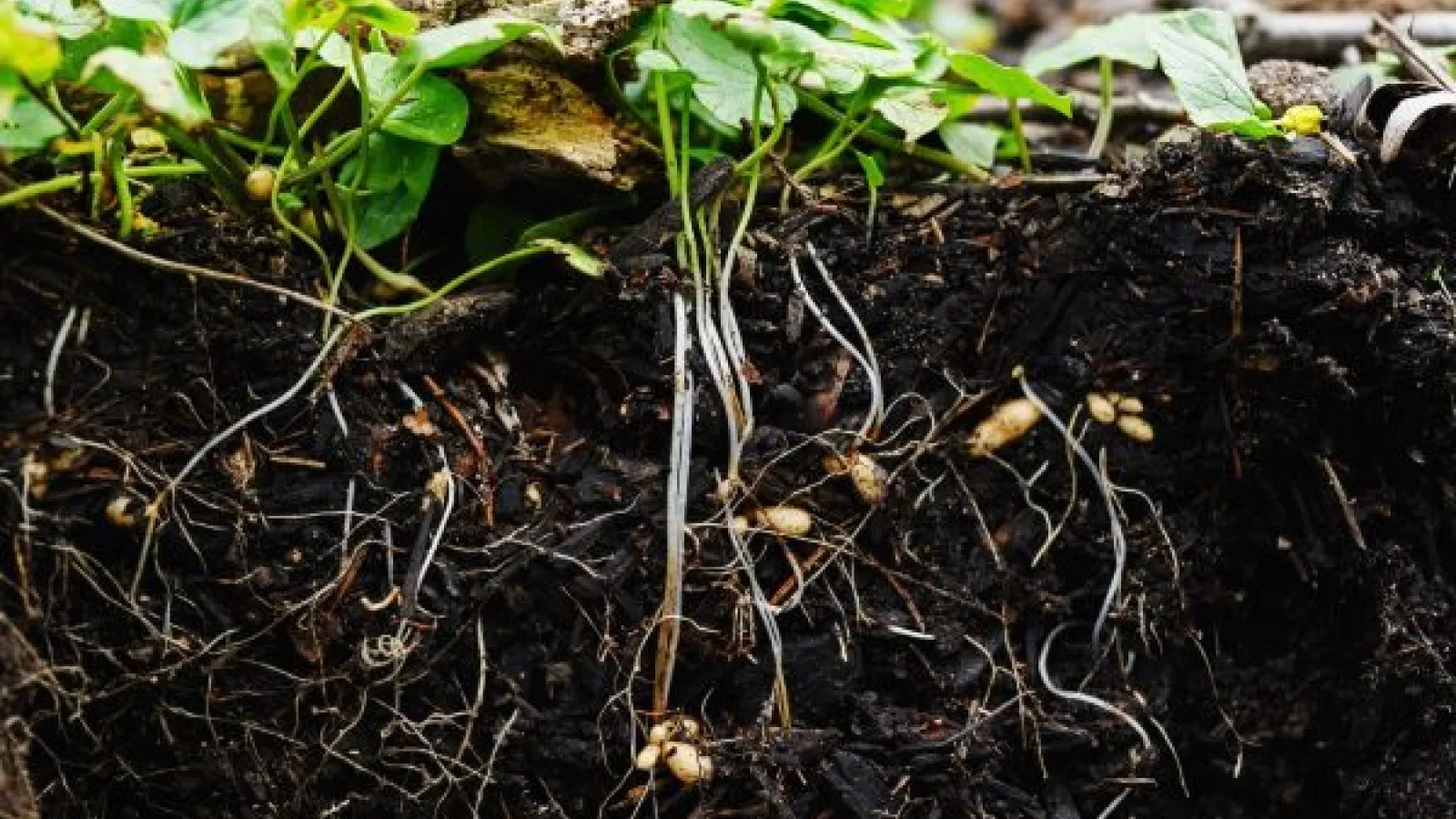 plant roots growing beneath soil