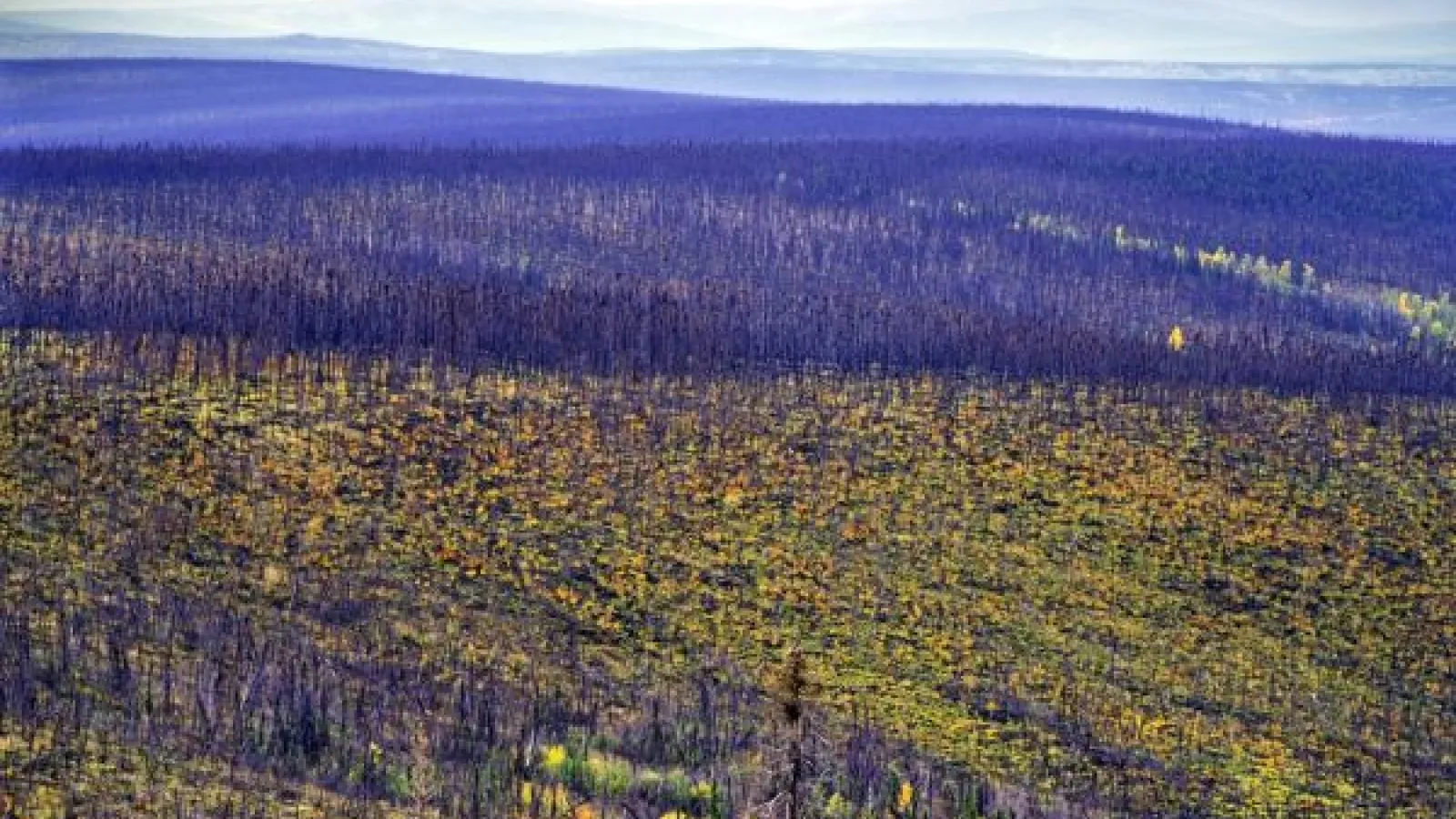 boreal forest on a wide hillside