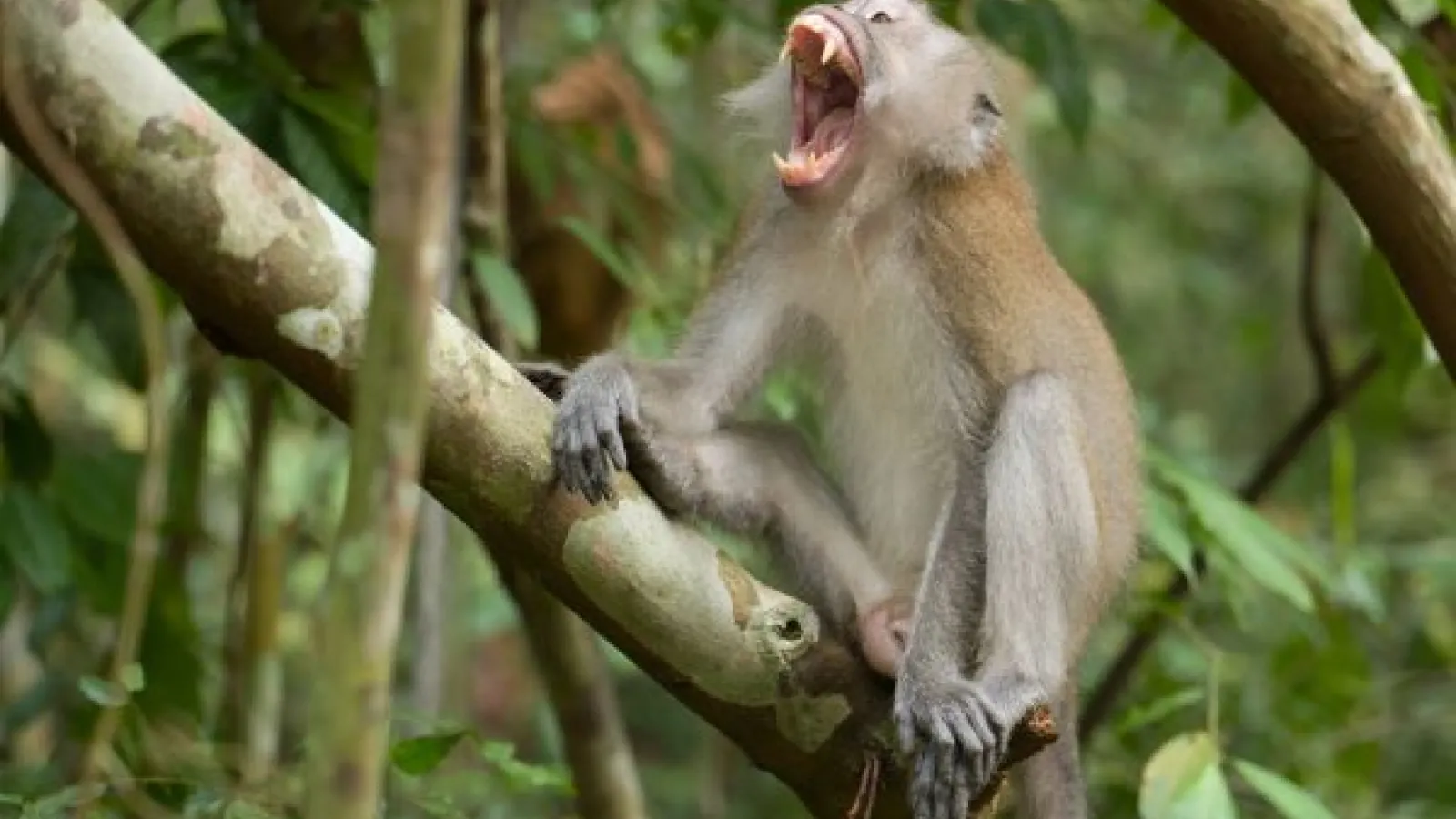 A long-tailed macaque in the wild