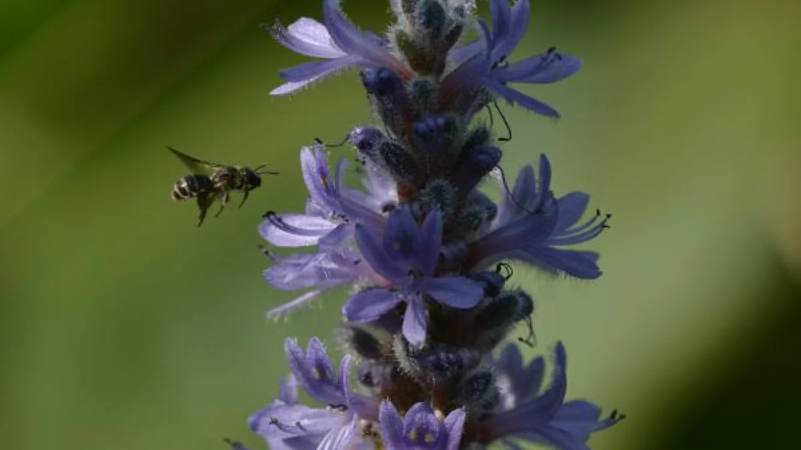 honey bee and purple flower