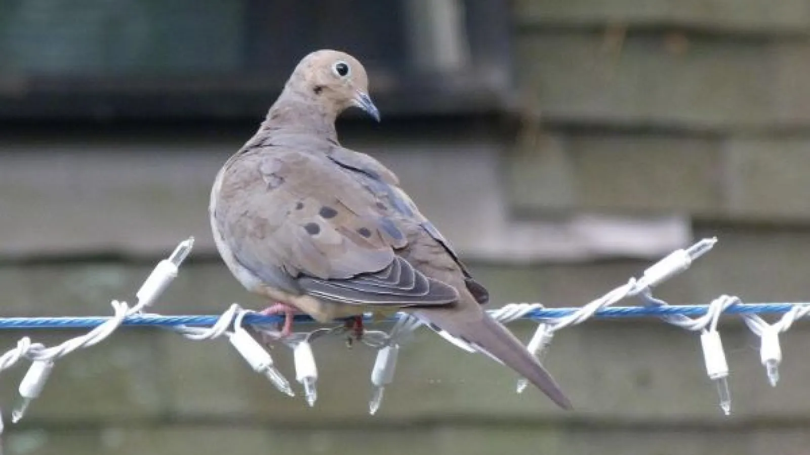 Mourning dove