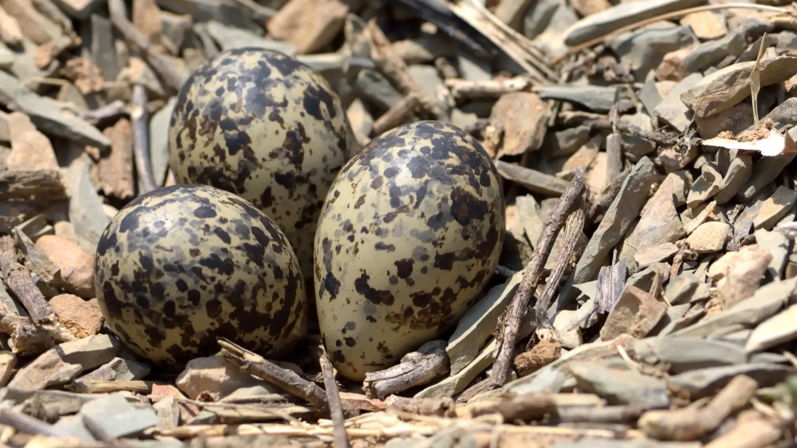speckled bird eggs