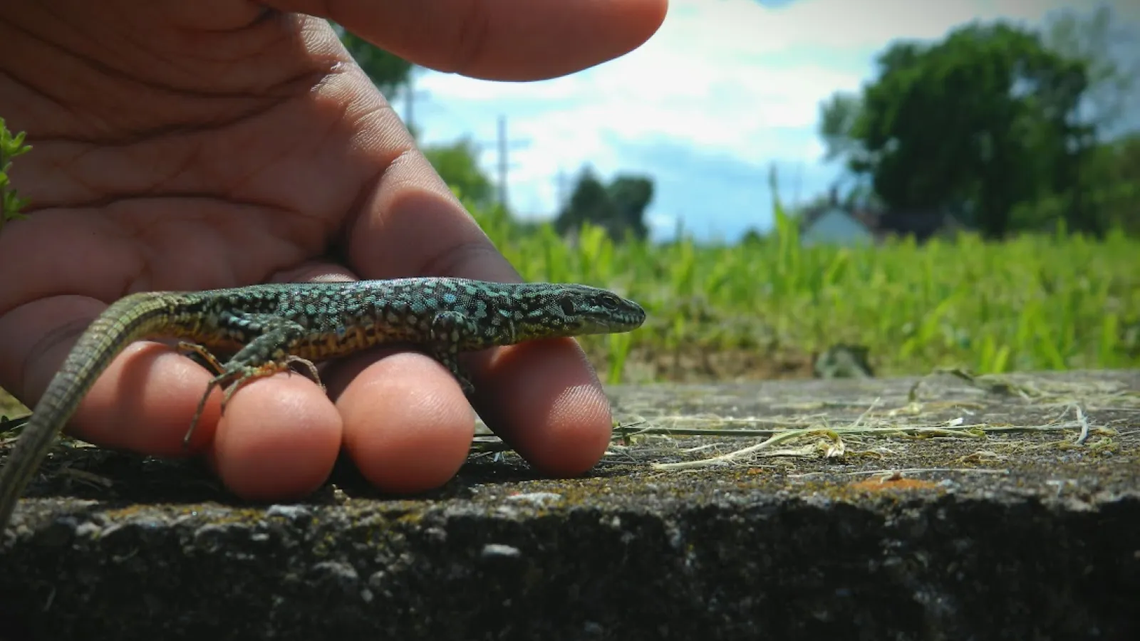 a hand holding a small lizard with blue spots
