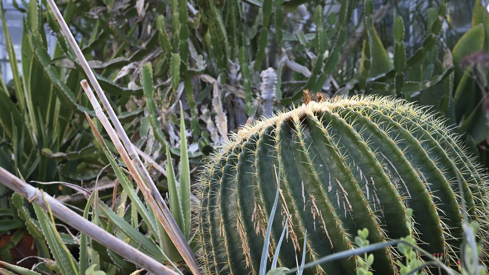 Barrel cactus