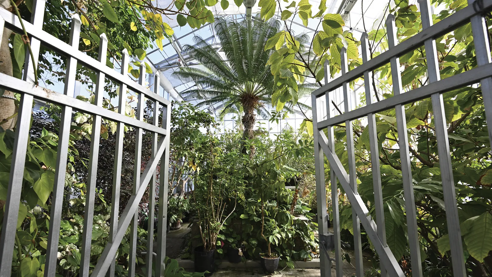 Entrance into 710K: the conservatory at the Biological Sciences Greenhouse