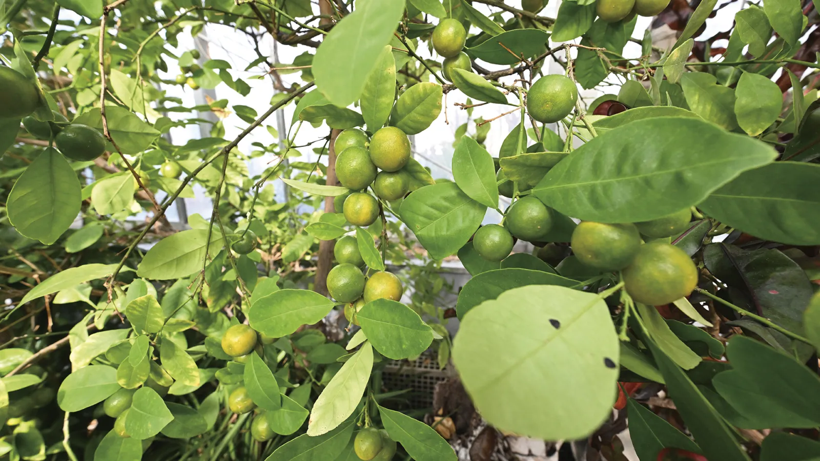 Calamondin Orange Tree
