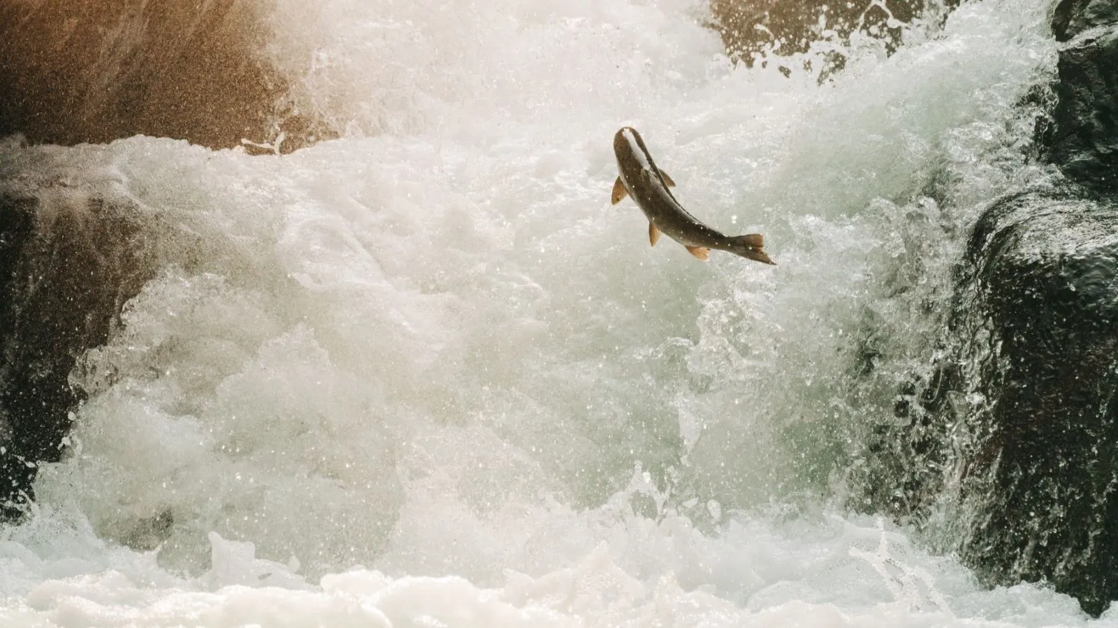 a salmon jumping up a small waterfall