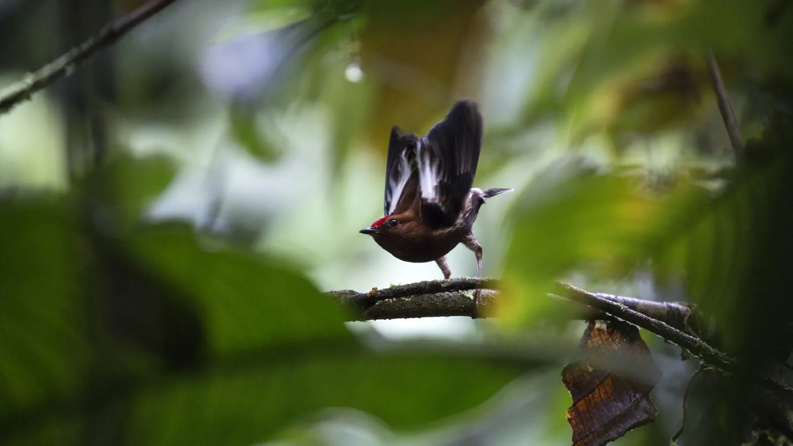 a small bird taking flight