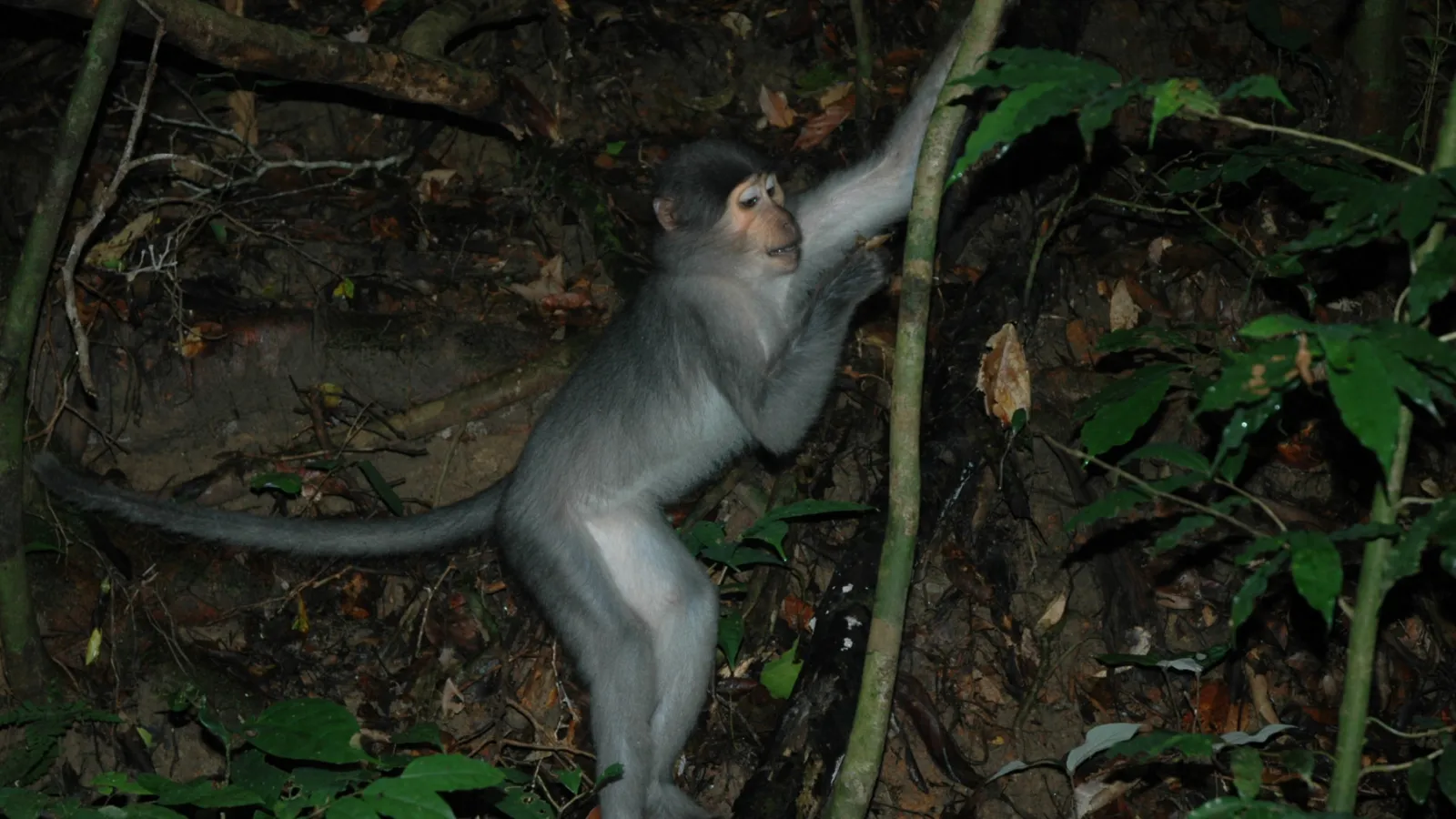 Sooty Mangabey monkey