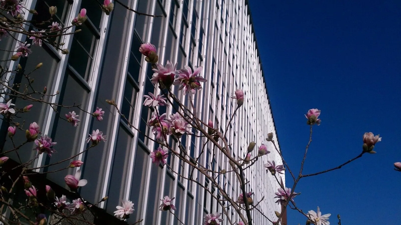 Denney Hall with flowering magnolia trees
