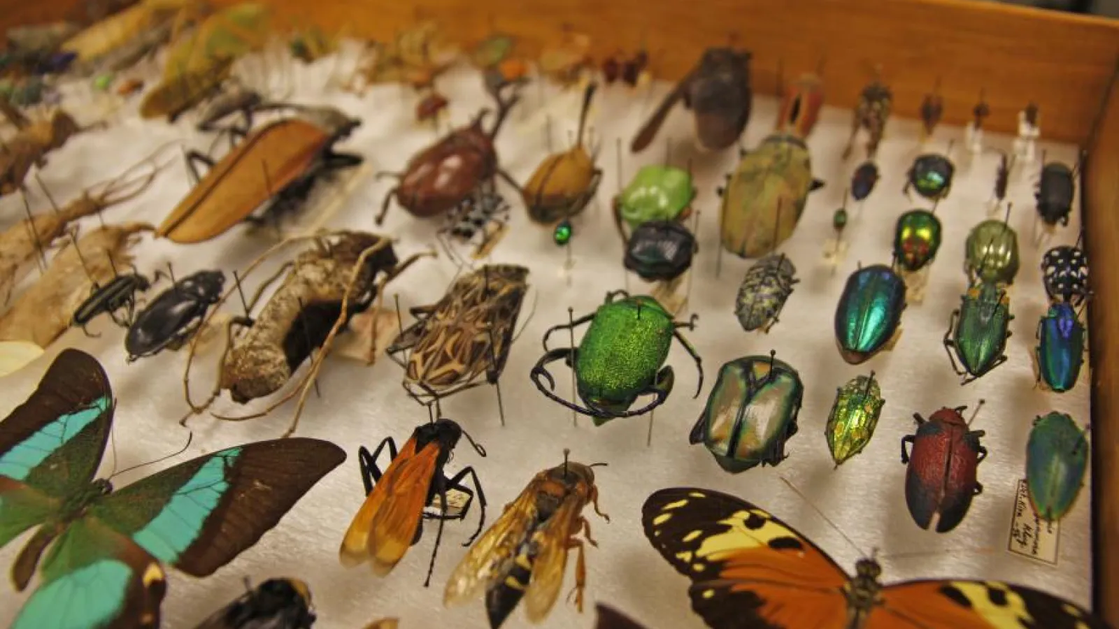 Museum of Biological Diversity